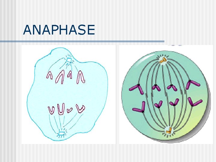 ANAPHASE ANAPHASE