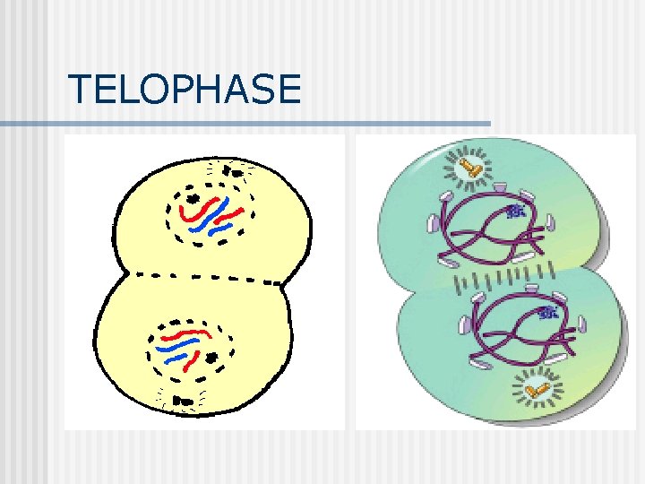 TELOPHASE TELOPHASE