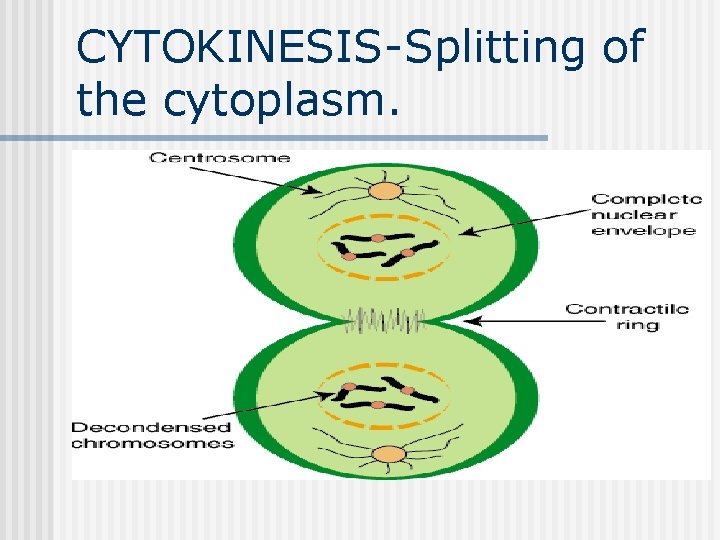 CYTOKINESIS-Splitting of the cytoplasm. CYTOKINESIS-Splitting of the cytoplasm.