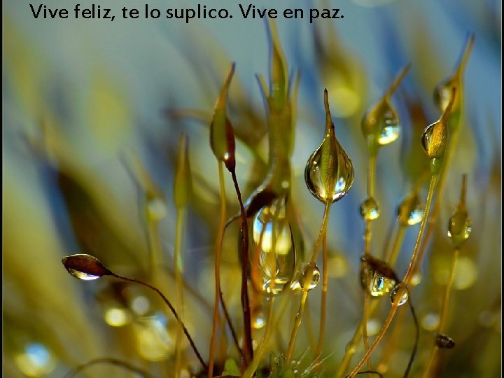 Vive feliz, te lo suplico. Vive en paz. 