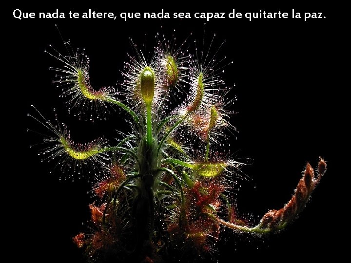 Que nada te altere, que nada sea capaz de quitarte la paz. 