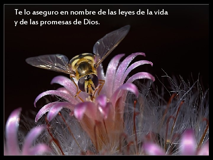 Te lo aseguro en nombre de las leyes de la vida y de las