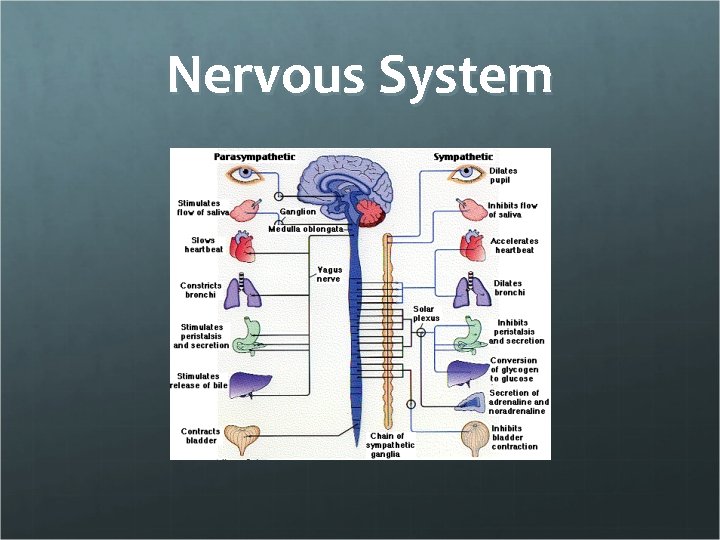 Nervous System 