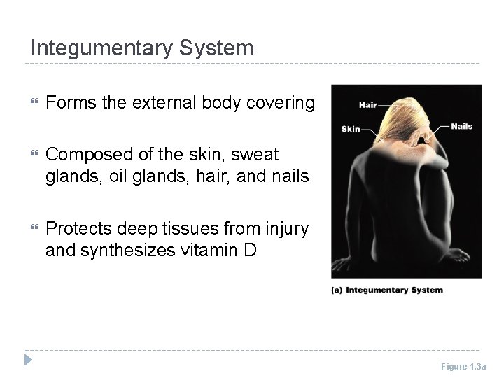 Integumentary System Forms the external body covering Composed of the skin, sweat glands, oil