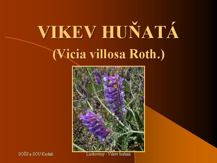 VIKEV HUŇATÁ (Vicia villosa Roth. ) SOŠS a SOU Kadaň Luskoviny - Vikev huňatá