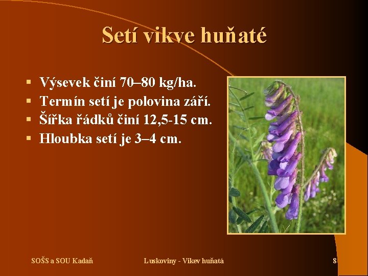 Setí vikve huňaté § § Výsevek činí 70– 80 kg/ha. Termín setí je polovina