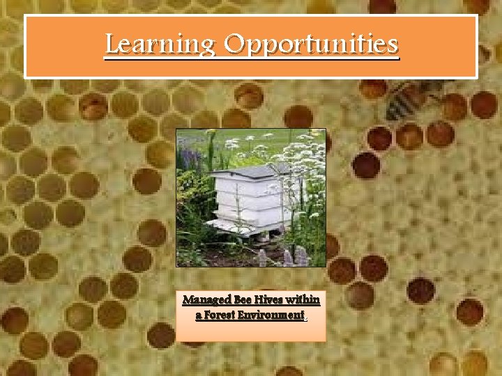 Learning Opportunities Managed Bee Hives within a Forest Environment. 