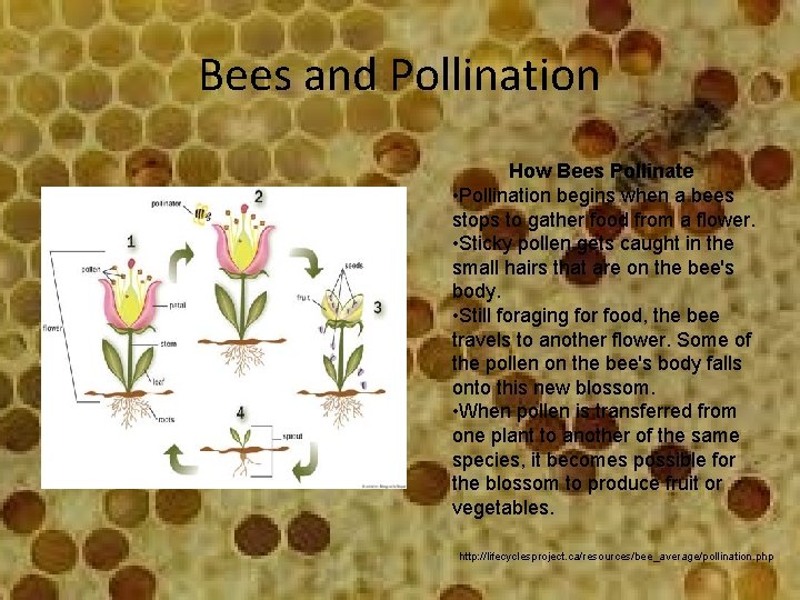 Bees and Pollination How Bees Pollinate • Pollination begins when a bees stops to