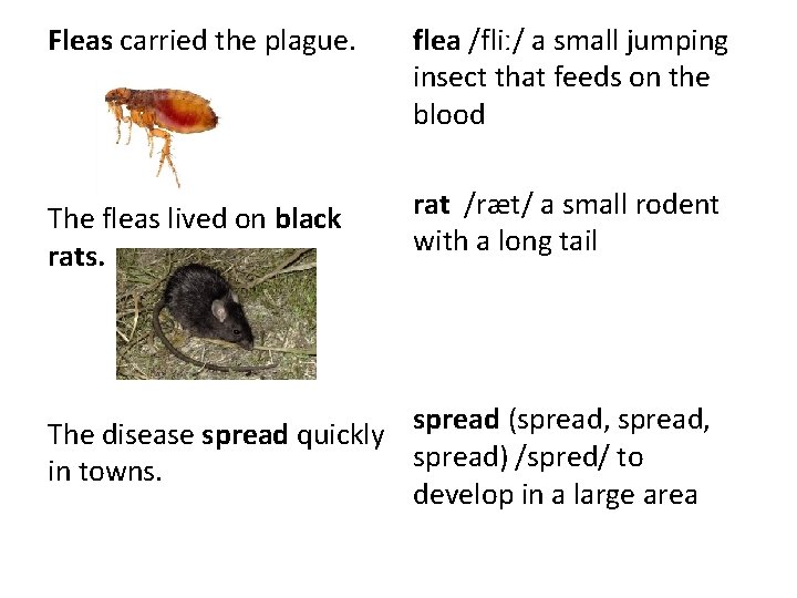 Fleas carried the plague. flea /fliː/ a small jumping insect that feeds on the