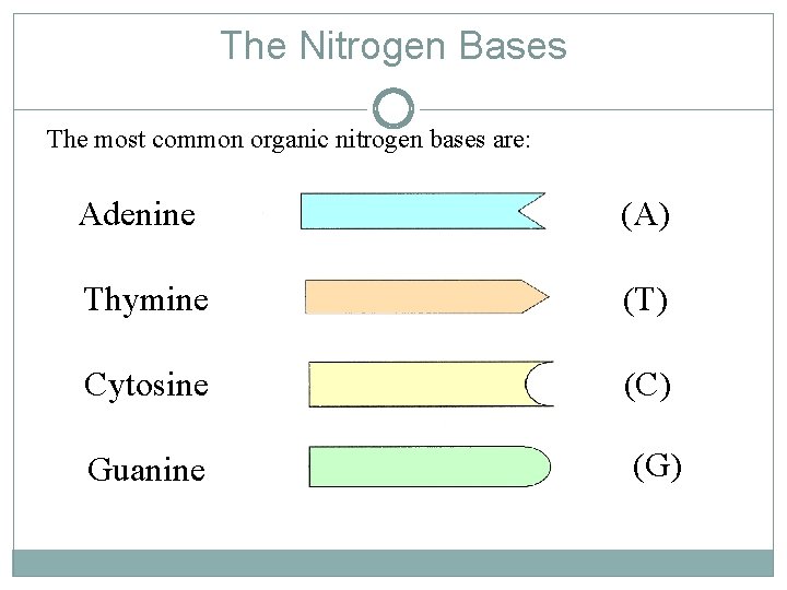 The Nitrogen Bases The most common organic nitrogen bases are: Adenine (A) Thymine (T)