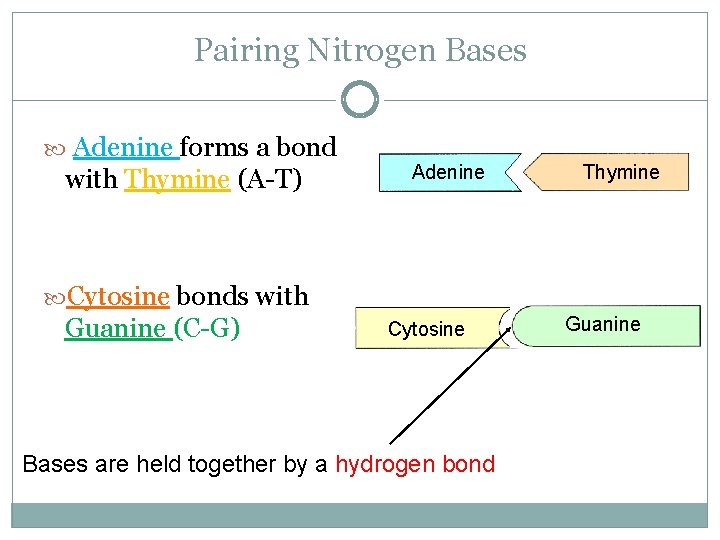 Pairing Nitrogen Bases Adenine forms a bond with Thymine (A-T) Adenine Thymine Cytosine bonds