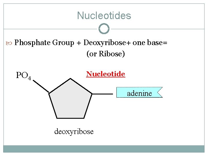 Nucleotides Phosphate Group + Deoxyribose+ one base= (or Ribose) PO 4 Nucleotide adenine deoxyribose