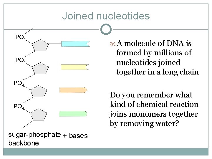 Joined nucleotides PO 4 A molecule of DNA is formed by millions of nucleotides