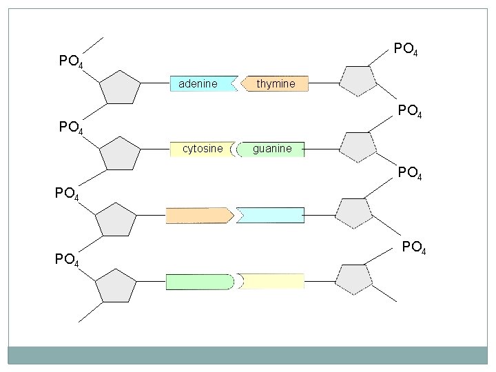 PO 4 adenine thymine PO 4 cytosine guanine PO 4 