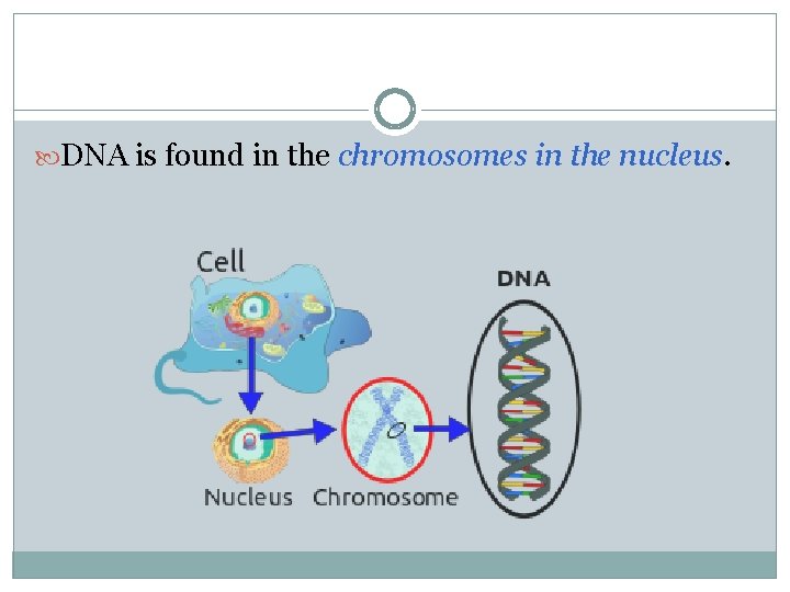 DNA is found in the chromosomes in the nucleus. 