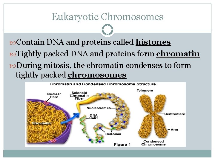 Eukaryotic Chromosomes Contain DNA and proteins called histones Tightly packed DNA and proteins form