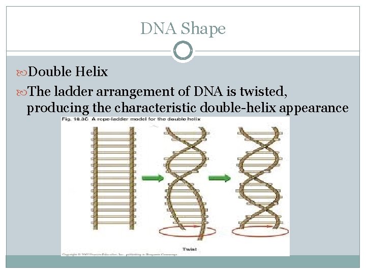 DNA Shape Double Helix The ladder arrangement of DNA is twisted, producing the characteristic