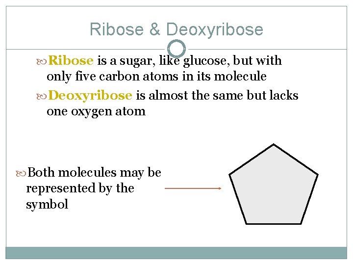 Ribose & Deoxyribose Ribose is a sugar, like glucose, but with only five carbon