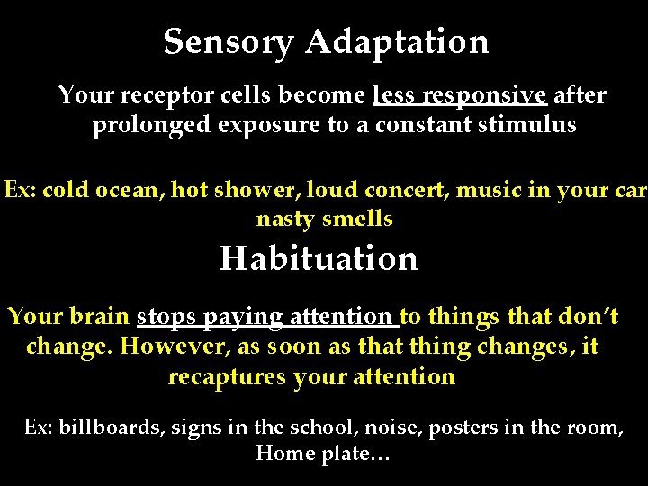 Sensory Adaptation Your receptor cells become less responsive after prolonged exposure to a constant