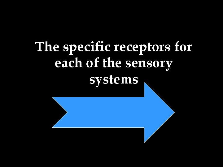 The specific receptors for each of the sensory systems 