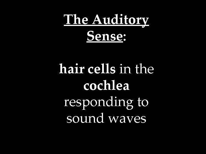 The Auditory Sense: hair cells in the cochlea responding to sound waves 