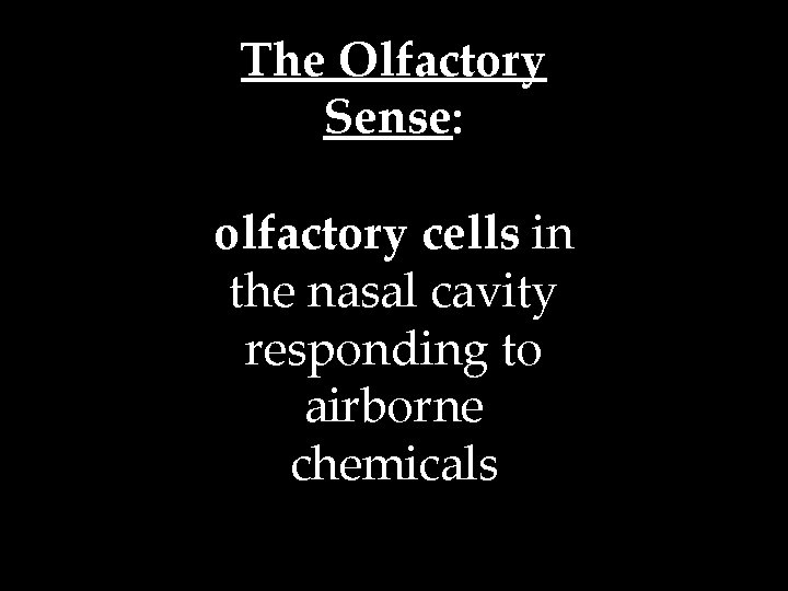 The Olfactory Sense: olfactory cells in the nasal cavity responding to airborne chemicals 