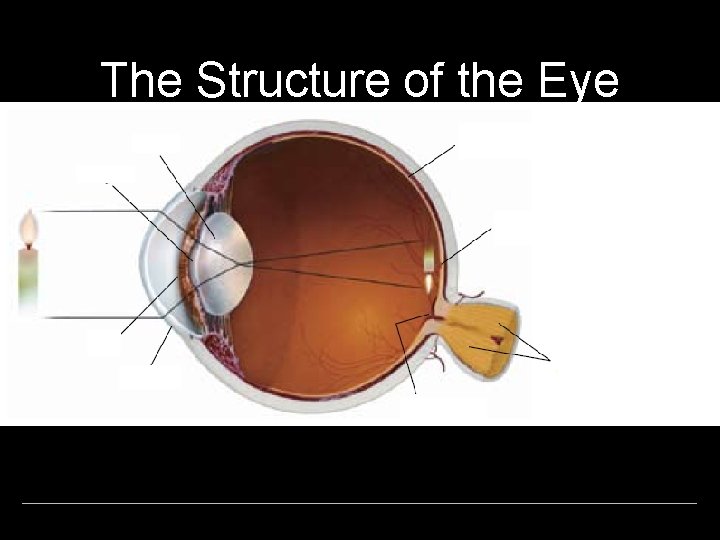 The Structure of the Eye 