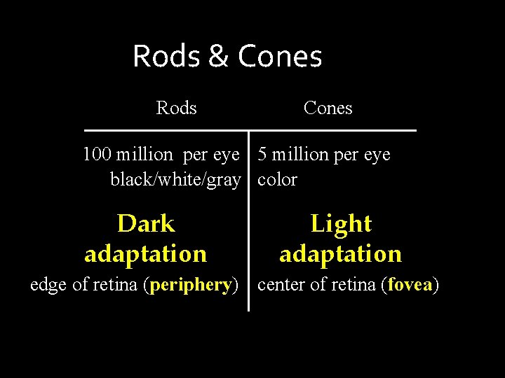 Rods & Cones Rods Cones 100 million per eye 5 million per eye black/white/gray