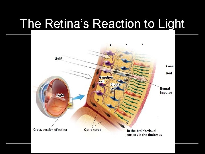 The Retina’s Reaction to Light 