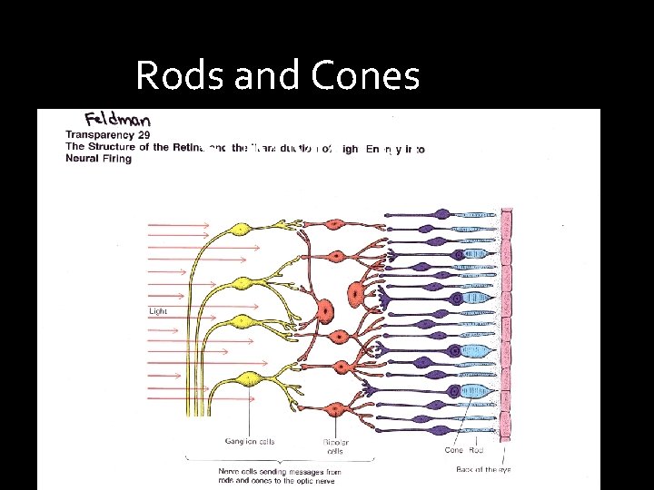 Rods and Cones SUMMATIO N 