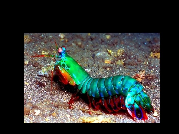 The Mantis Shrimp (16 different types of cones!) 