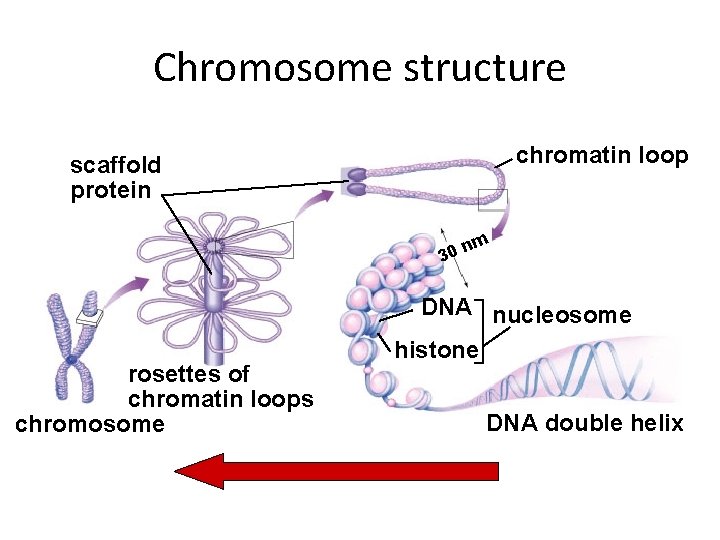 Chromosome structure chromatin loop scaffold protein nm 30 rosettes of chromatin loops chromosome DNA