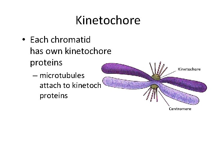 Kinetochore • Each chromatid has own kinetochore proteins – microtubules attach to kinetochore proteins