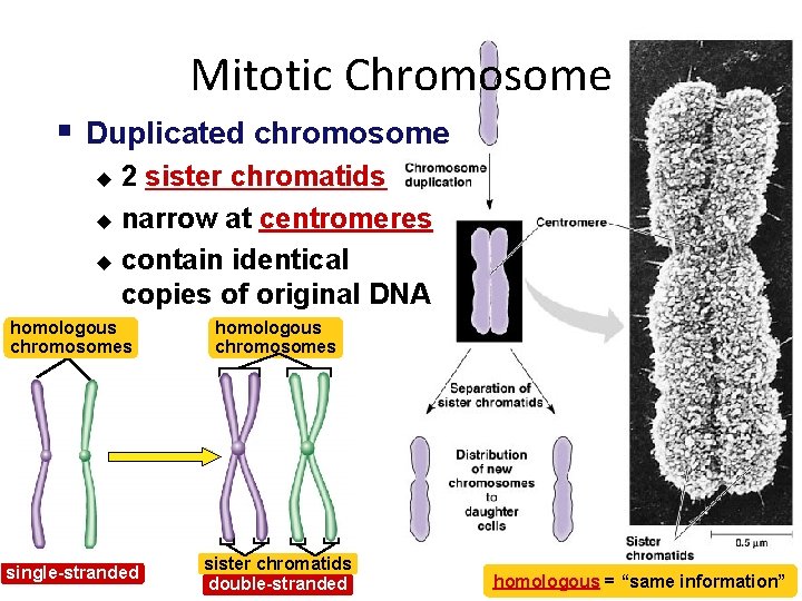 Mitotic Chromosome § Duplicated chromosome 2 sister chromatids u narrow at centromeres u contain