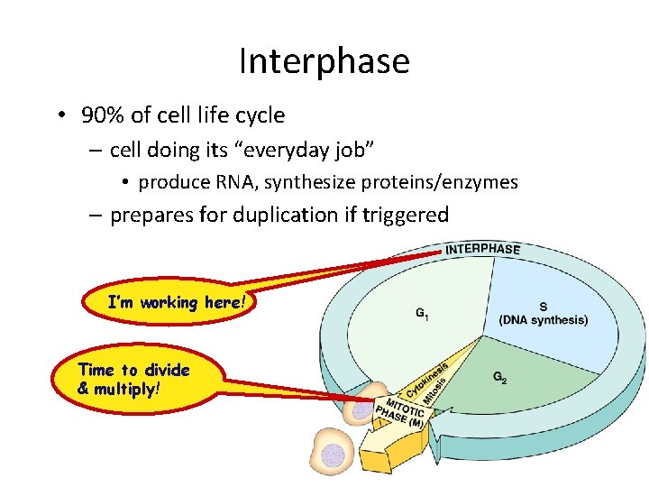 Interphase • 90% of cell life cycle – cell doing its “everyday job” •