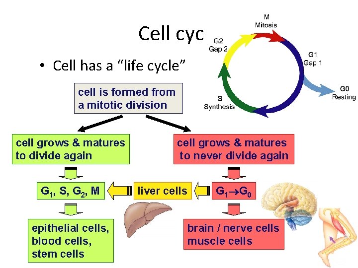 Cell cycle • Cell has a “life cycle” cell is formed from a mitotic