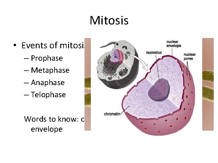 Mitosis • Events of mitosis: – Prophase – Metaphase – Anaphase – Telophase Words