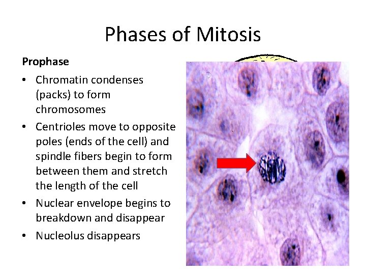 Phases of Mitosis Prophase • Chromatin condenses (packs) to form chromosomes • Centrioles move