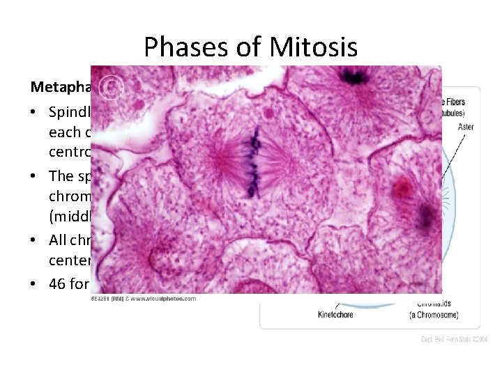 Phases of Mitosis Metaphase • Spindle fibers connect to each chromosome at the centromere/kinetochore