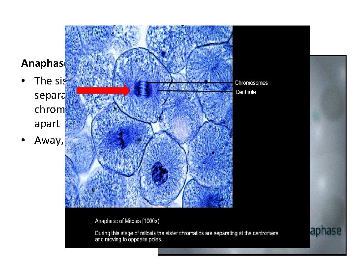 Phases of Mitosis Anaphase • The sister chromatids separate into individual chromosomes and move