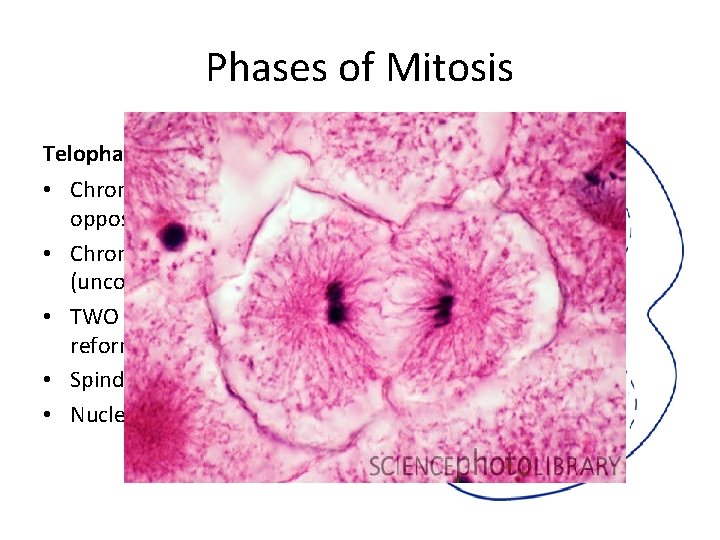 Phases of Mitosis Telophase • Chromosomes gather at opposite ends of the cell •