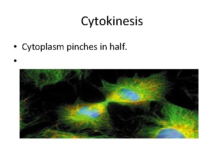 Cytokinesis • Cytoplasm pinches in half. • Each new daughter cell has a set