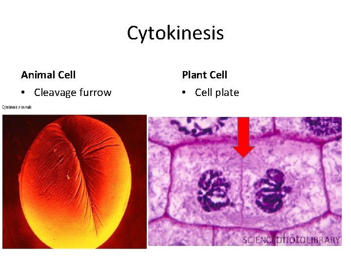 Cytokinesis Animal Cell Plant Cell • Cleavage furrow • Cell plate 