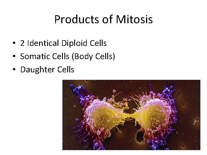 Products of Mitosis • 2 Identical Diploid Cells • Somatic Cells (Body Cells) •