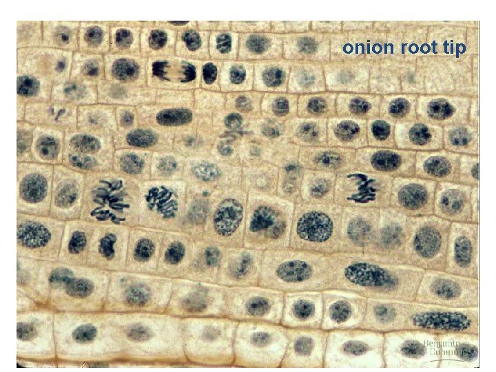 onion root tip 