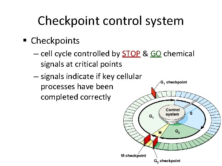 Checkpoint control system § Checkpoints – cell cycle controlled by STOP & GO chemical