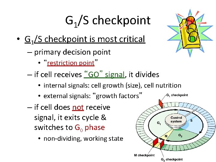 G 1/S checkpoint • G 1/S checkpoint is most critical – primary decision point