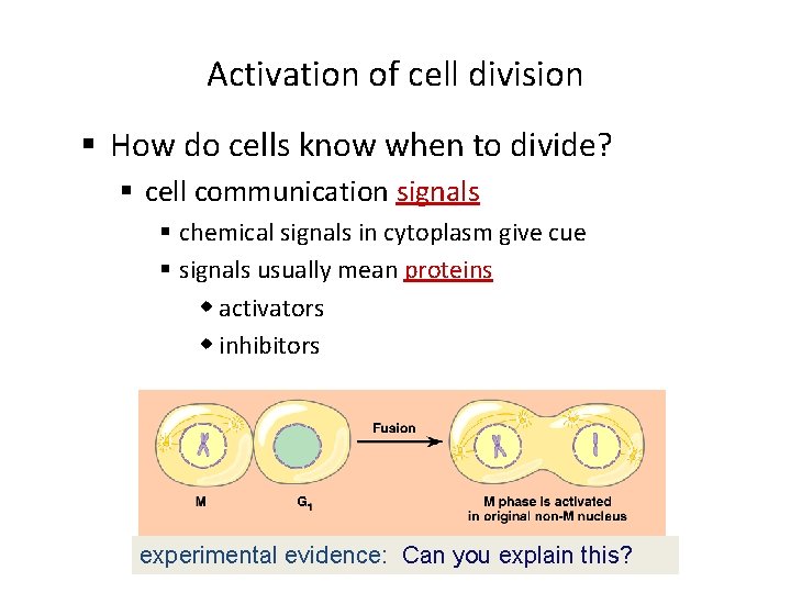 Activation of cell division § How do cells know when to divide? § cell