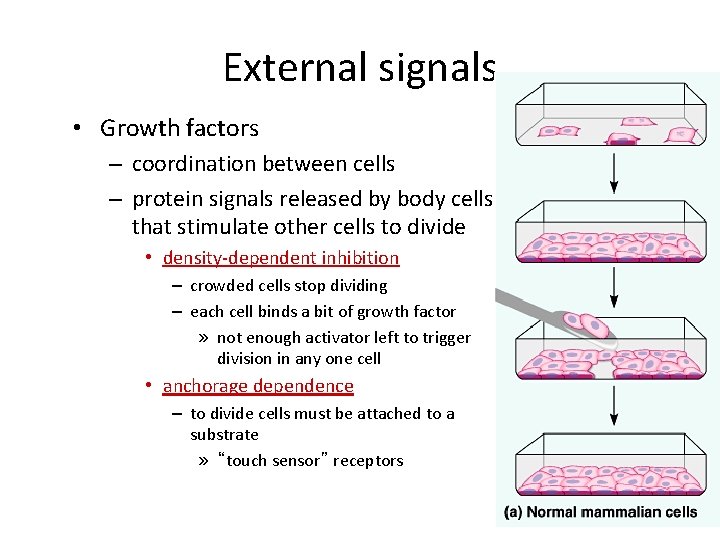 External signals • Growth factors – coordination between cells – protein signals released by