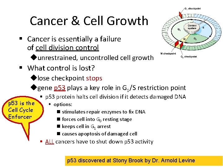 Cancer & Cell Growth § Cancer is essentially a failure of cell division control